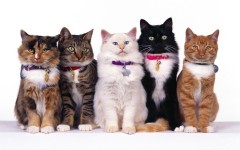 Desktop wallpaper. Cats. ID:42203