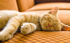 Desktop wallpaper. Cats. ID:42204