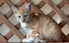Desktop wallpaper. Cats. ID:42205