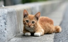 Desktop wallpaper. Cats. ID:42206