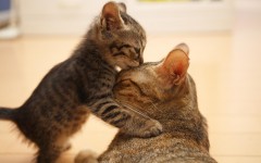Desktop wallpaper. Cats. ID:42207