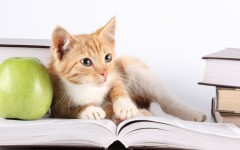 Desktop wallpaper. Cats. ID:42208