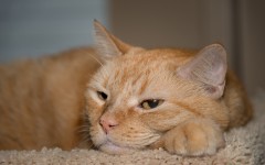 Desktop wallpaper. Cats. ID:42210
