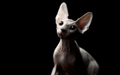 Desktop wallpaper. Cats. ID:42211