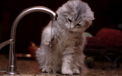 Desktop wallpaper. Cats. ID:42212