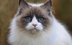 Desktop wallpaper. Cats. ID:42213