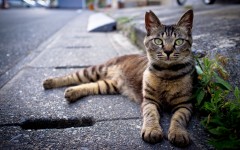 Desktop wallpaper. Cats. ID:42216