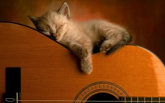 Desktop wallpaper. Cats. ID:42217