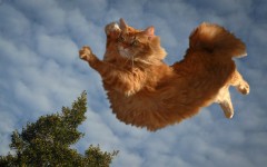 Desktop wallpaper. Cats. ID:42218