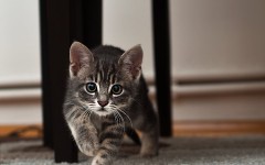 Desktop wallpaper. Cats. ID:42219