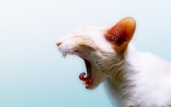 Desktop wallpaper. Cats. ID:42220