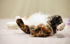 Desktop wallpaper. Cats. ID:42221