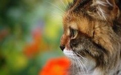 Desktop wallpaper. Cats. ID:42222