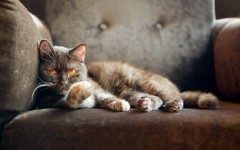 Desktop wallpaper. Cats. ID:42223