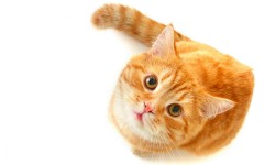 Desktop wallpaper. Cats. ID:42224