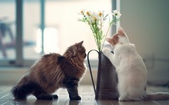 Desktop wallpaper. Cats. ID:42225