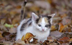 Desktop wallpaper. Cats. ID:42226