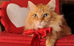 Desktop wallpaper. Cats. ID:42228