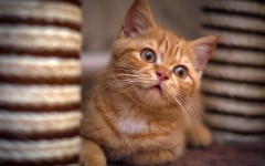 Desktop wallpaper. Cats. ID:42229