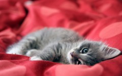 Desktop wallpaper. Cats. ID:42230