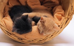 Desktop wallpaper. Cats. ID:42231