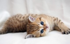 Desktop wallpaper. Cats. ID:42232