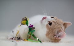 Desktop wallpaper. Cats. ID:42233