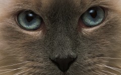 Desktop wallpaper. Cats. ID:42234