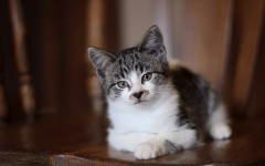 Desktop wallpaper. Cats. ID:42235