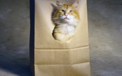 Desktop wallpaper. Cats. ID:42236