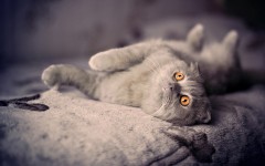 Desktop wallpaper. Cats. ID:42237