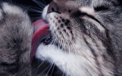 Desktop wallpaper. Cats. ID:42238