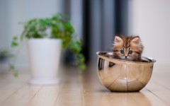 Desktop wallpaper. Cats. ID:42239