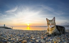 Desktop wallpaper. Cats. ID:42240
