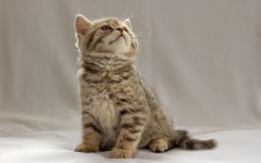Desktop wallpaper. Cats. ID:42241