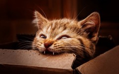 Desktop wallpaper. Cats. ID:42242