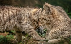 Desktop wallpaper. Cats. ID:42243