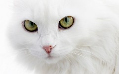 Desktop wallpaper. Cats. ID:42244