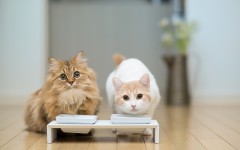 Desktop wallpaper. Cats. ID:42247