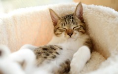 Desktop wallpaper. Cats. ID:42248