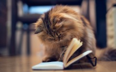 Desktop wallpaper. Cats. ID:42249