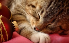 Desktop wallpaper. Cats. ID:42250