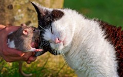 Desktop wallpaper. Cats. ID:42251