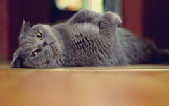 Desktop wallpaper. Cats. ID:42252
