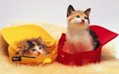 Desktop wallpaper. Cats. ID:42253