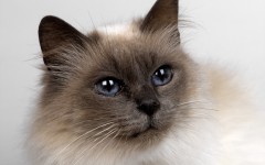 Desktop wallpaper. Cats. ID:42254