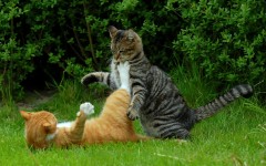 Desktop wallpaper. Cats. ID:42255