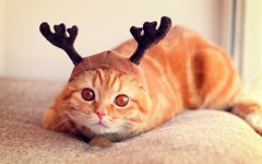 Desktop wallpaper. Cats. ID:42257