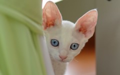 Desktop wallpaper. Cats. ID:42258