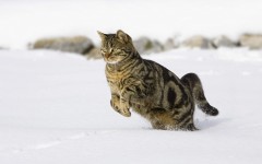 Desktop wallpaper. Cats. ID:42259